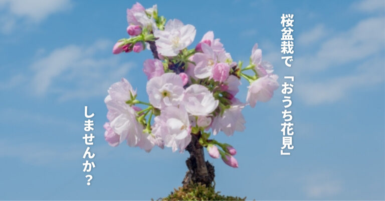桜盆栽の選び方 コロナ禍なので おうち花見 を楽しみたい 前向きどっとねっと